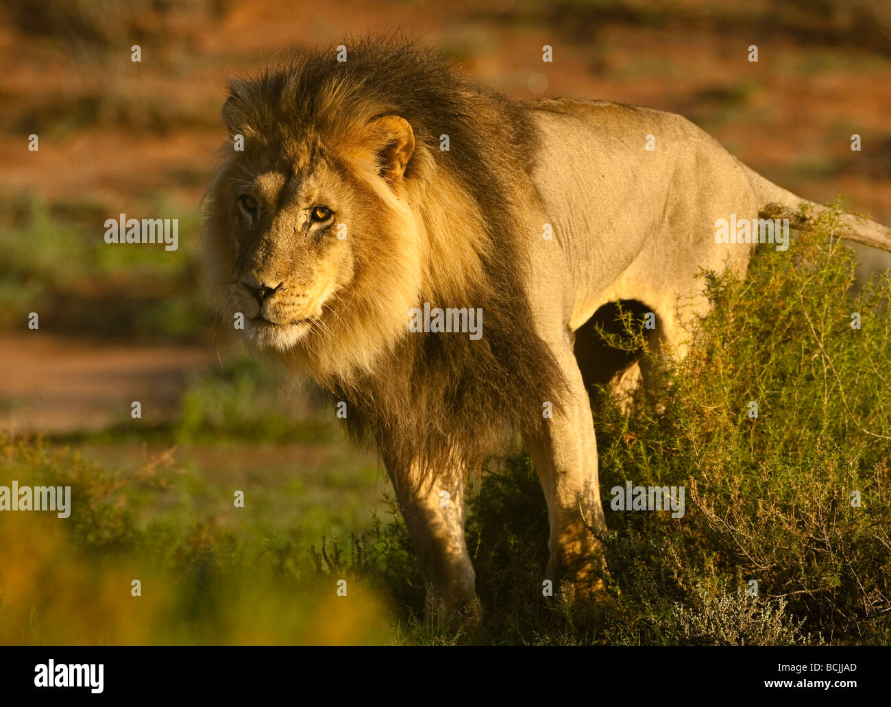 Lion wildlife portrait africa hi-res stock photography and images - Alamy