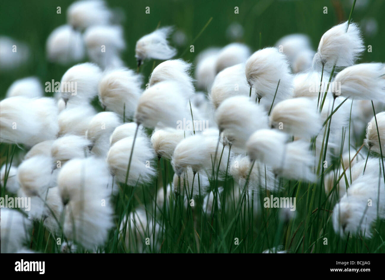 Arctic Cotton Grass Alaska Stock Photo
