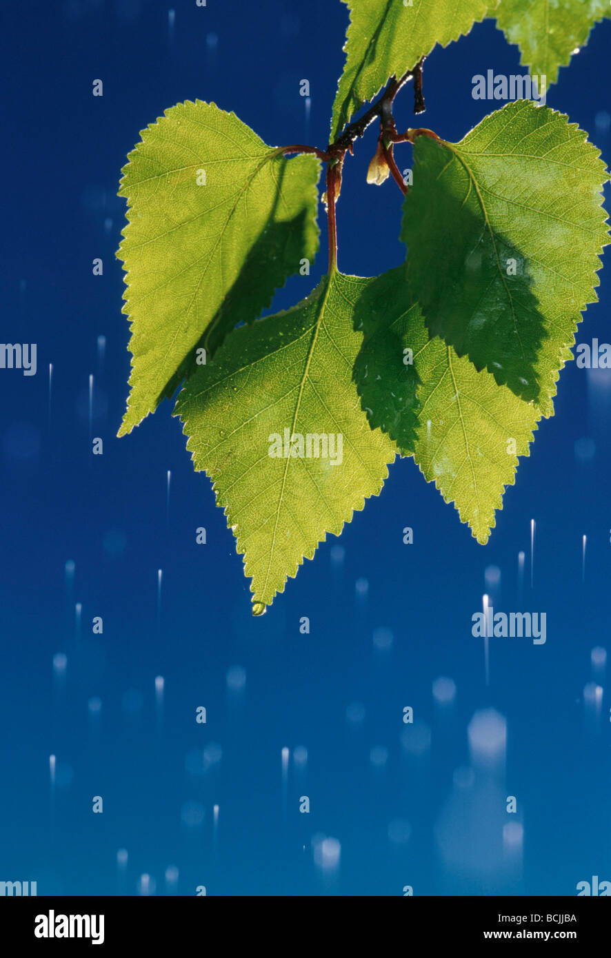 Tree With Raining Leaves Tree Leaves in Rain Studio Stock Photo - Alamy