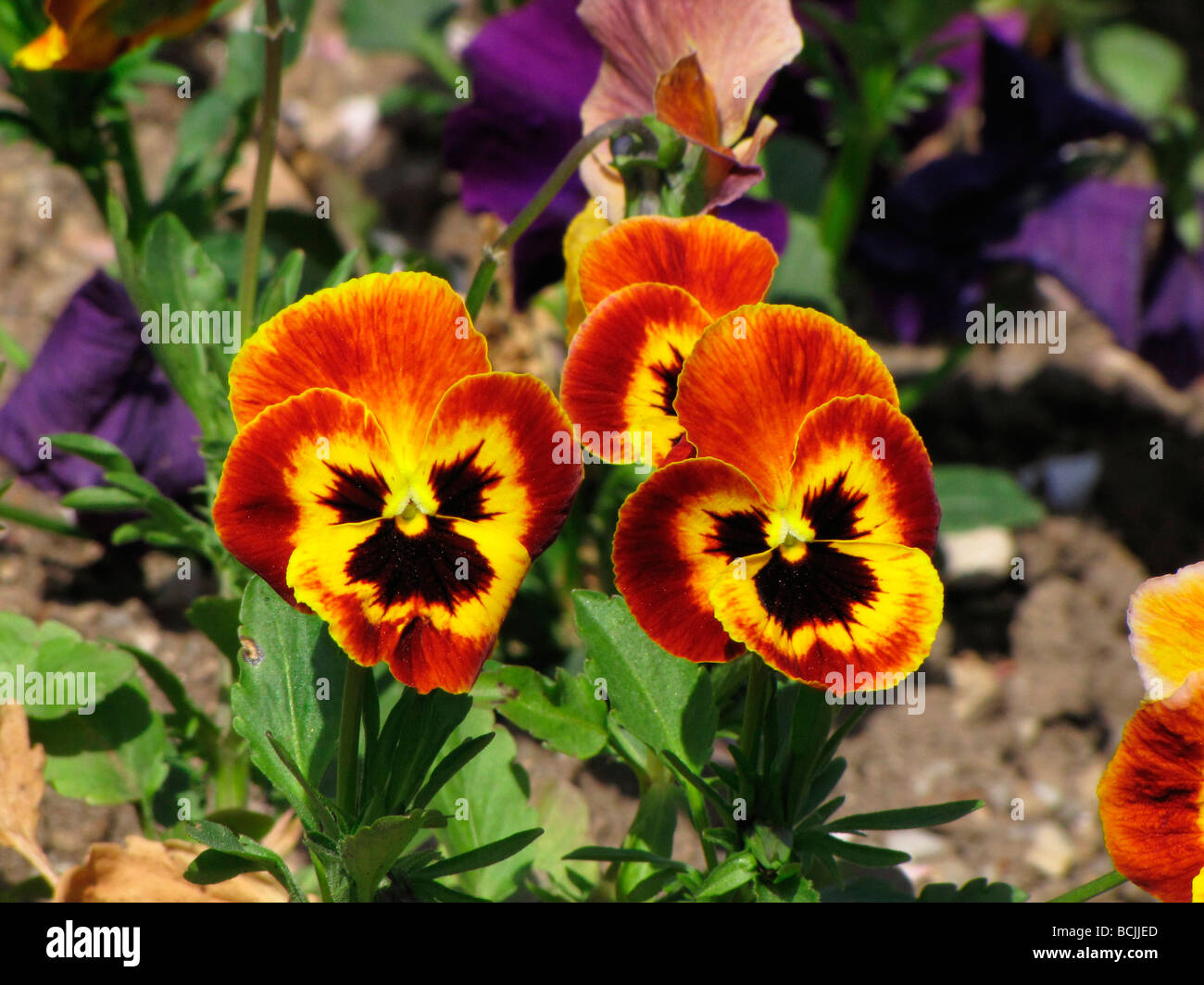Viola hybrid viola hybrida hires stock photography and images Alamy