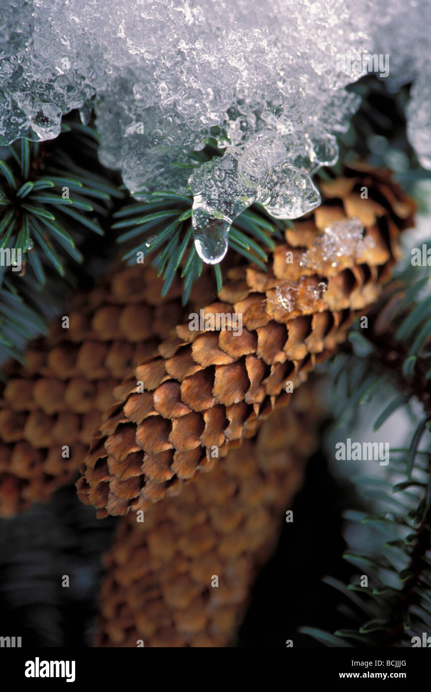 Closeup of Sitka Spruce Cones & Ice Kodiak Is SW AK Spring Stock Photo