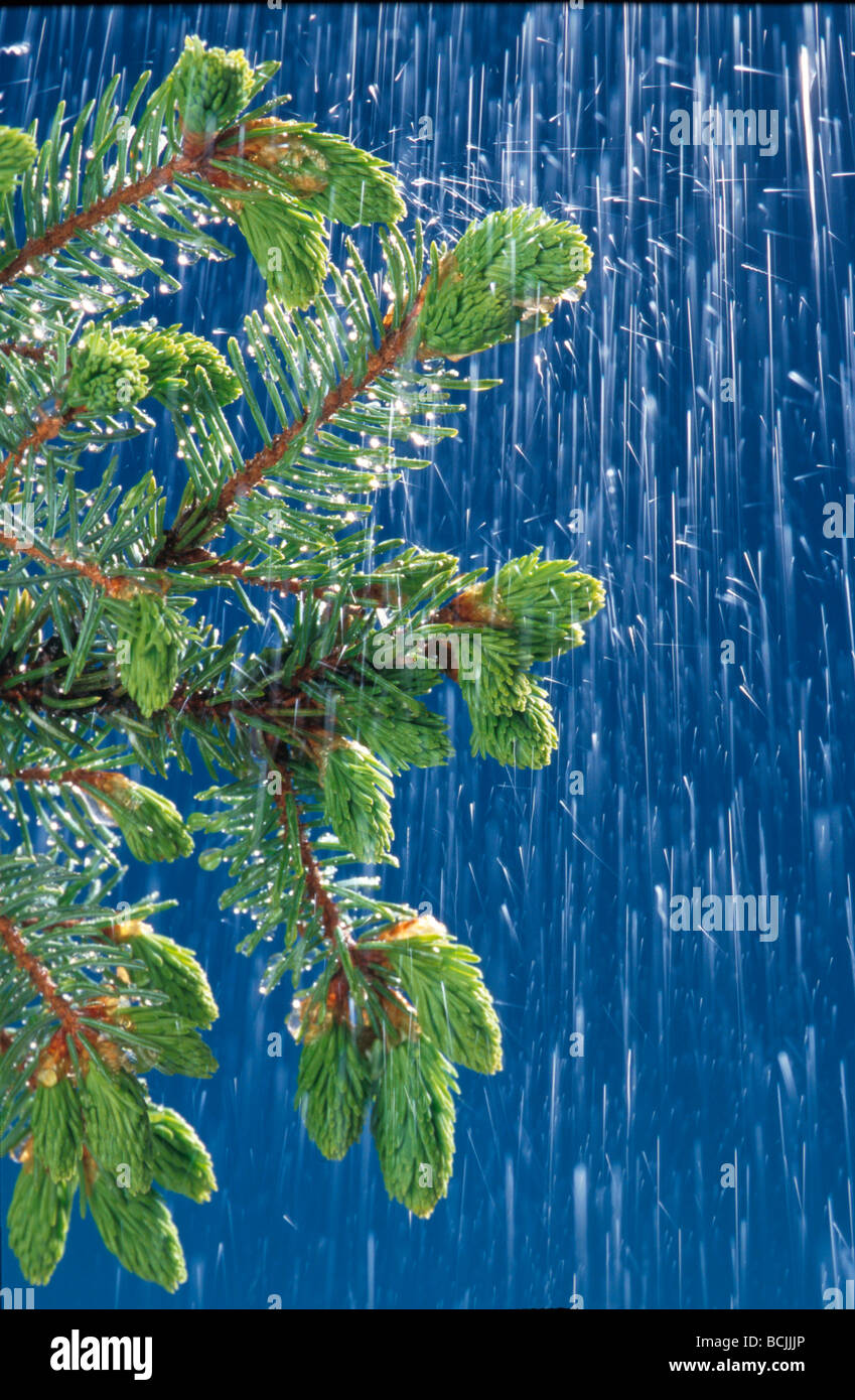 Tree Rooot Raining Tree Branch Raining Studio Close-up Stock Photo - Alamy