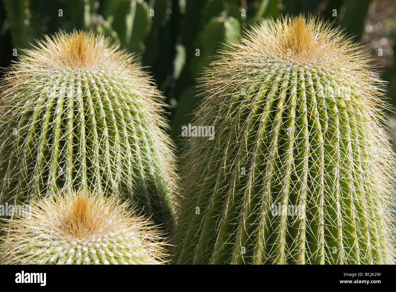 Cactus in the village Fornalutx on the Balearic Island Mallorca, Spain. Stock Photo