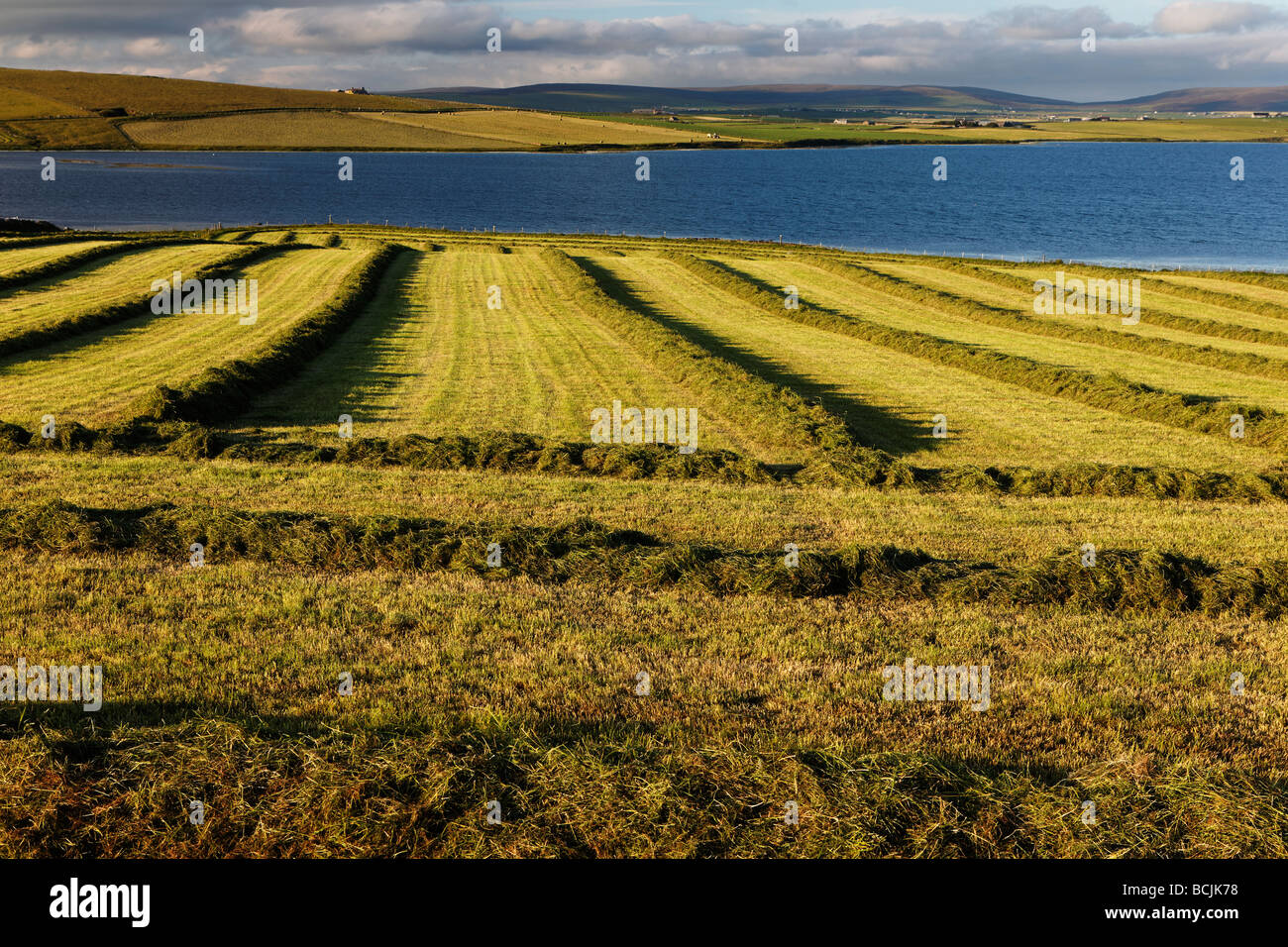 Near Birsay West Mainland Orkney Islands UK Stock Photo Alamy