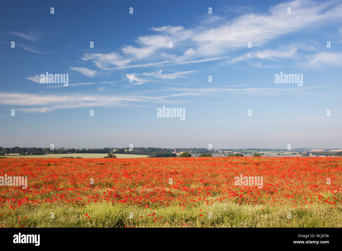 Poppy Field, Northamptonshire, England, UK Stock Photo