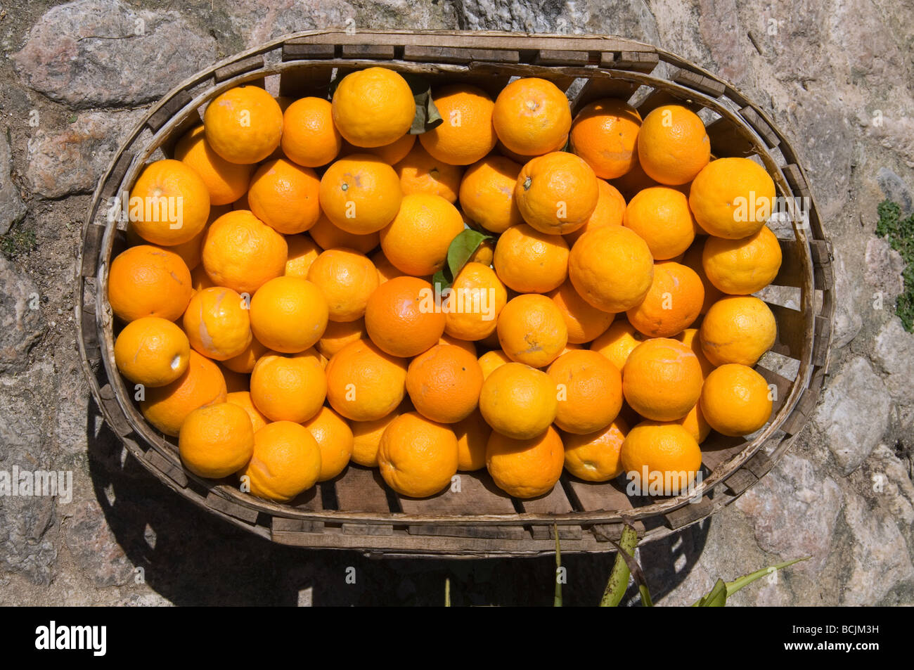 Fresh Oranges Stock Photo