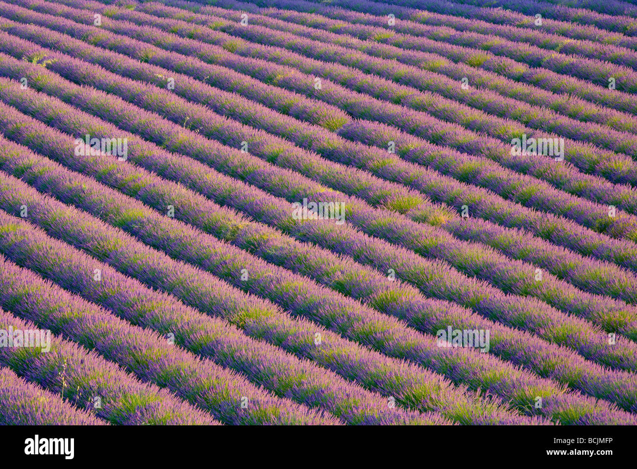 Lavender Field, Provence-Alpes-Cote d'Azur, France, RF Stock Photo