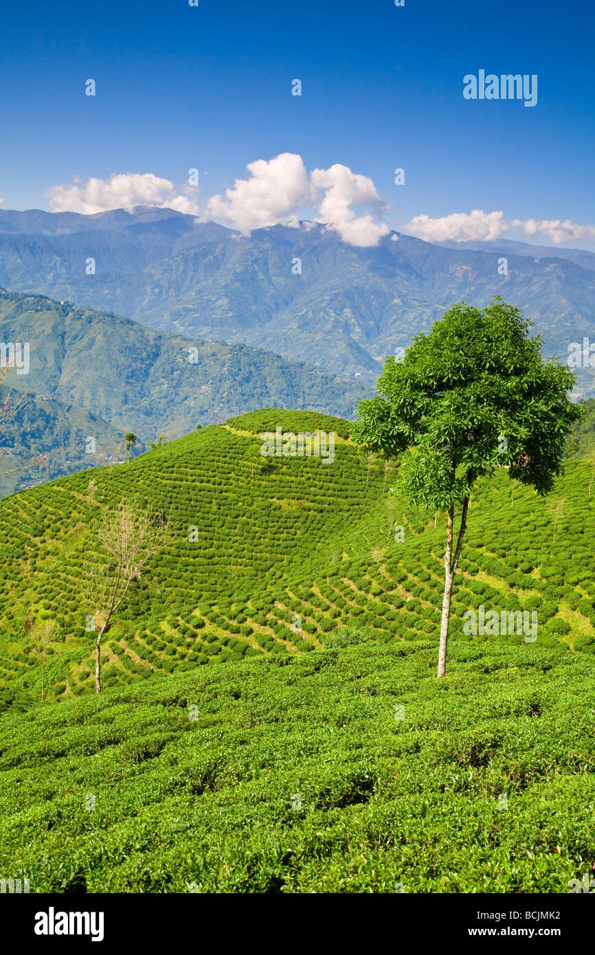 India, West Bengal,  Darjeeling, Happy Valley Tea Estate Stock Photo
