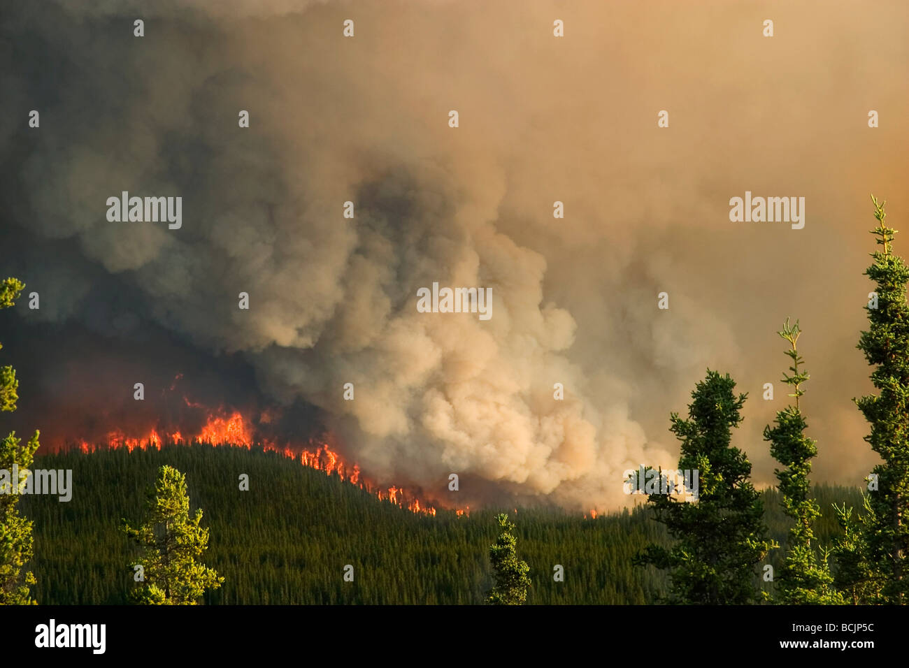 Forest Fire Along AK Hwy Yukon Territory Canada Summer near Teslin Stock Photo