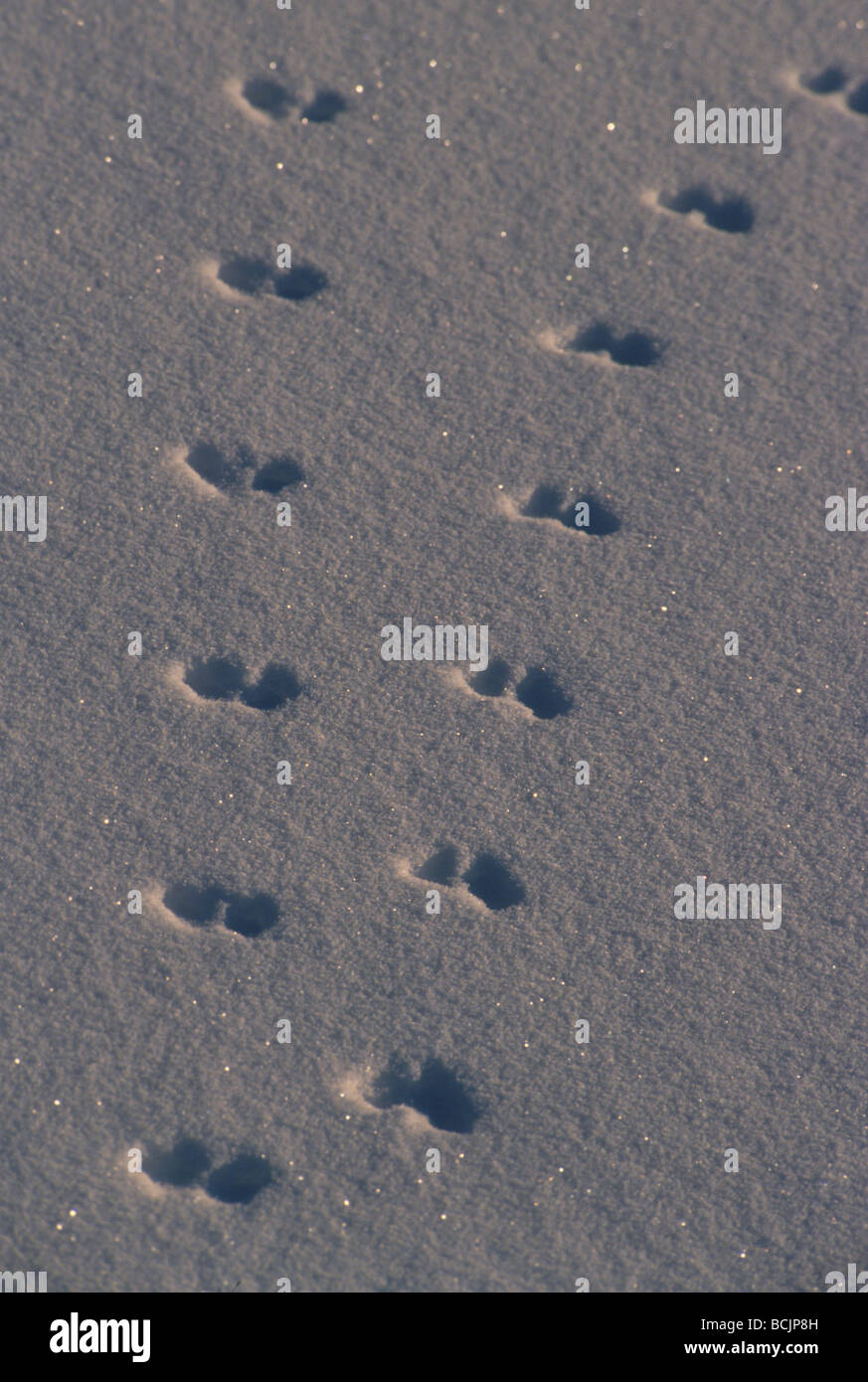 Animal tracks in snow Alaska winter Stock Photo