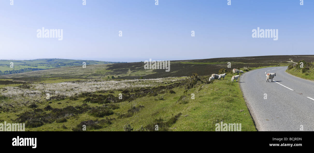 sheep on exmoor north devon Stock Photo
