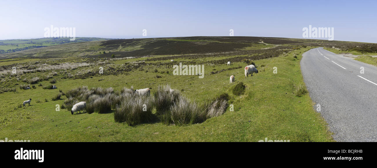 sheep on exmoor north devon Stock Photo