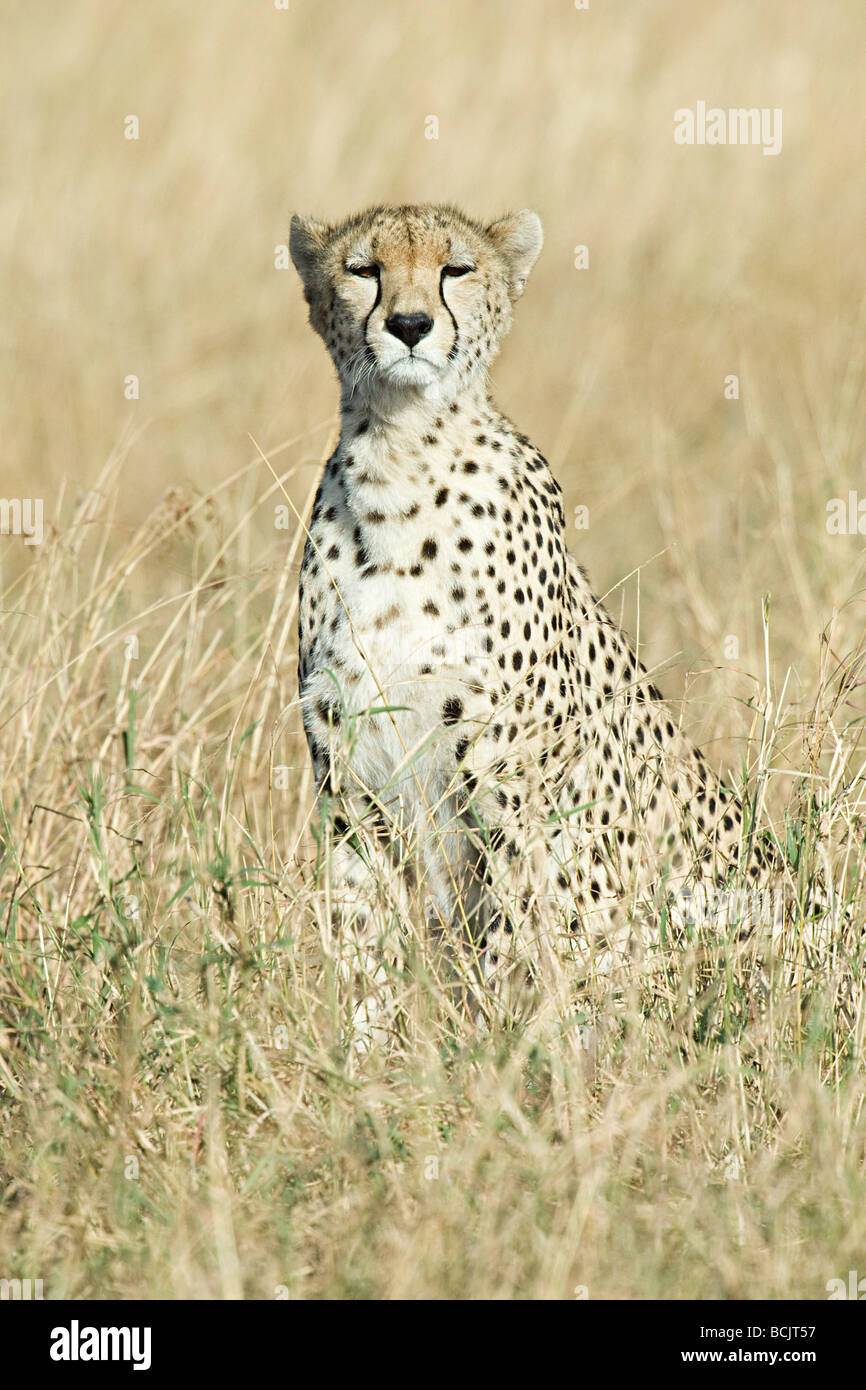 A cheetah in the grass Stock Photo - Alamy