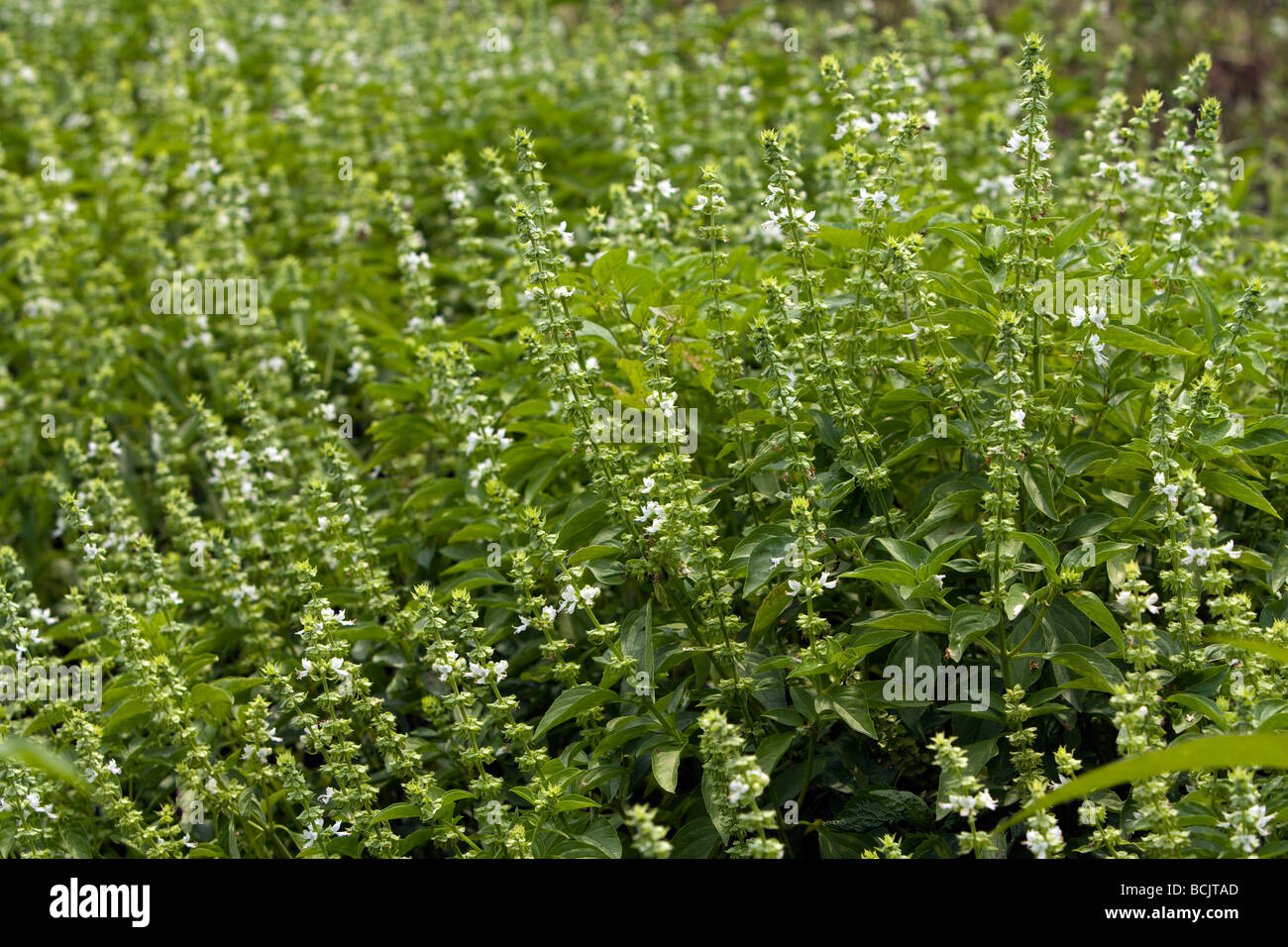 Basil, sweet basil (Ocimum basilicum L.) flowers, Hualien County, Taiwan Stock Photo Alamy