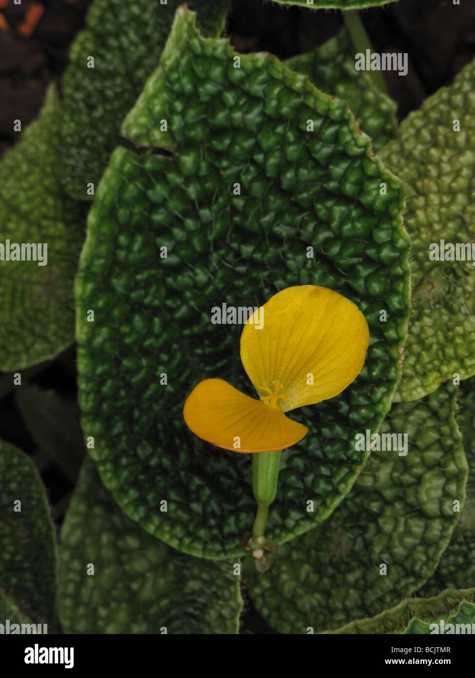 Begonia ficicola Begoniaceae from Nigeria Stock Photo