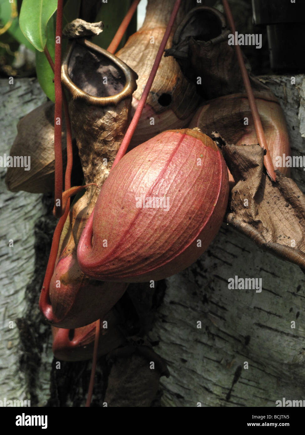 The Pitcher plant Nepenthes ventricosa Nepenthaceae from Philippines Stock Photo