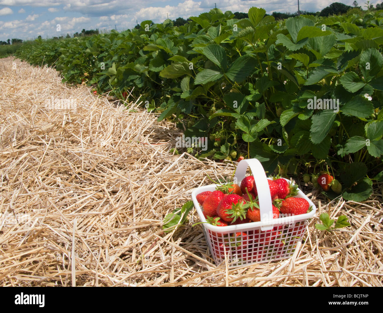 Ontario strawberries hires stock photography and images Alamy