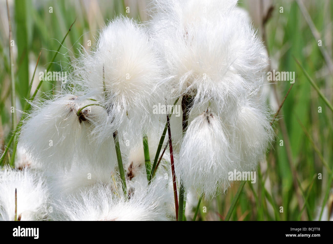 White cotton grass hi-res stock photography and images - Alamy