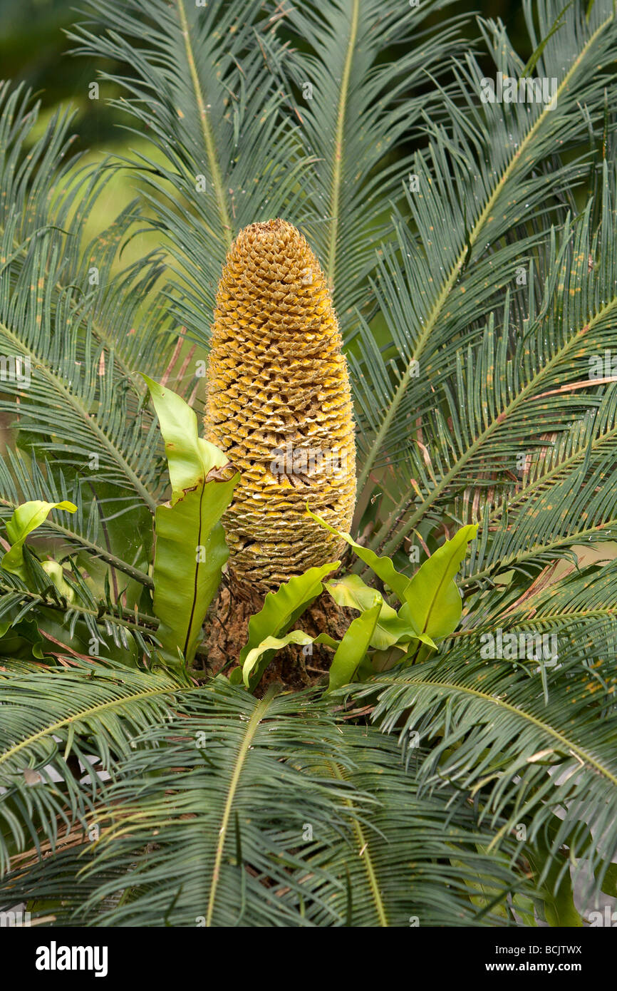 Cycas taitungensis, an evergreen tree, is a species of genus Cycas endemic to Taitung County, south-eastern Taiwan Stock Photo