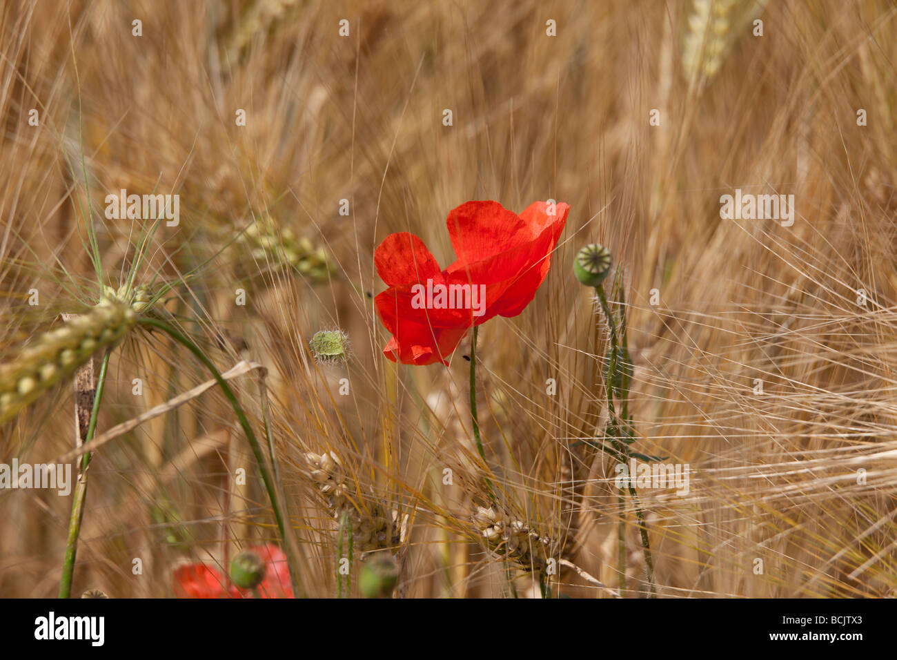 Papaver rhoeas Papaveraceae in a field of wheat, by Charles W. Lupica. Stock Photo