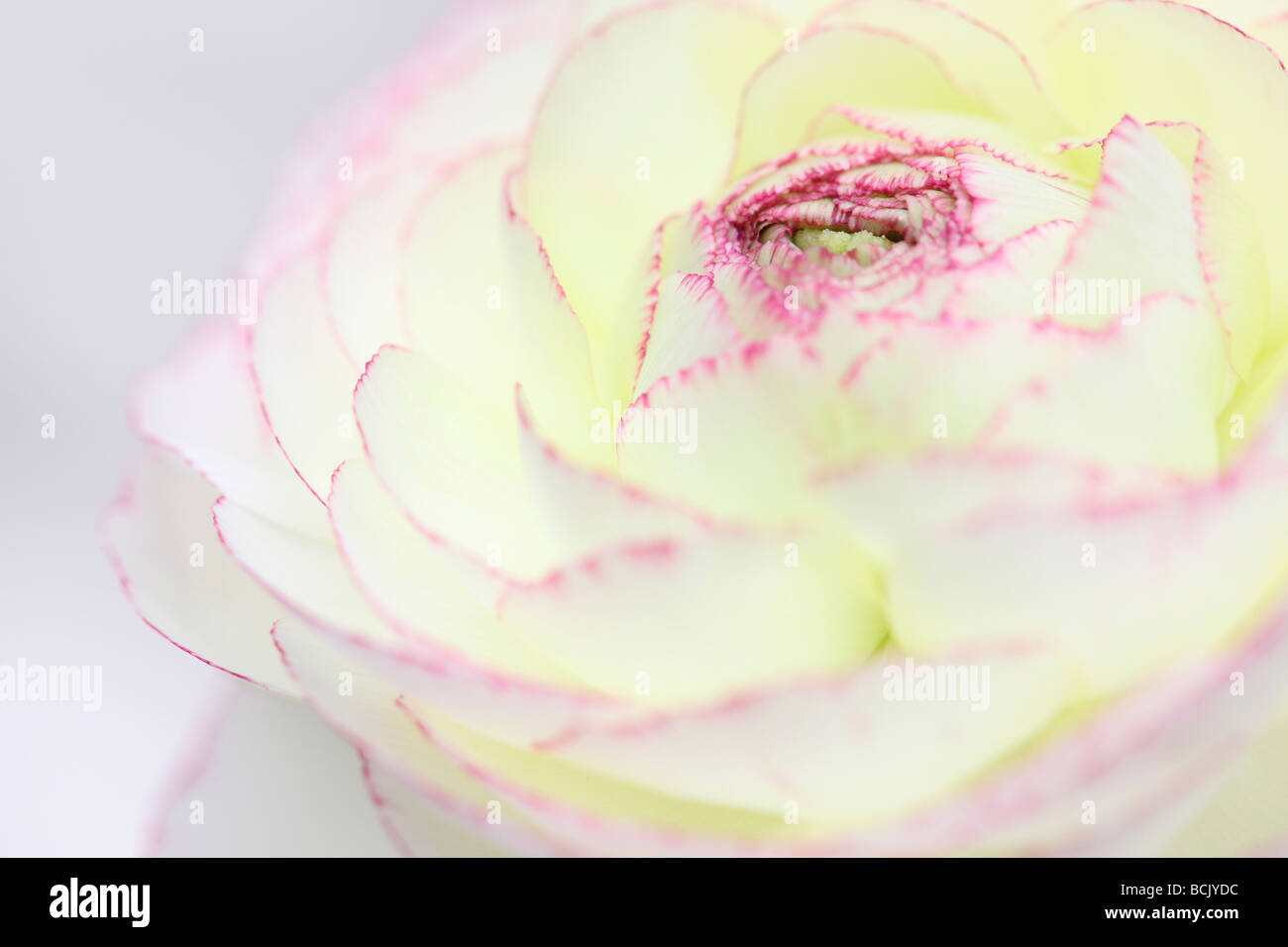 beautiful white ranunculus with dark pink tipped petals  Jane Ann Butler Photography  JABP394 Stock Photo