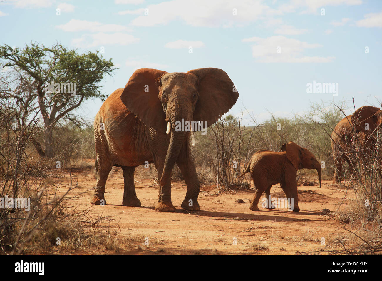 Elephants, mother and baby on the move in Laikipia region of  Kenya 2009 Stock Photo