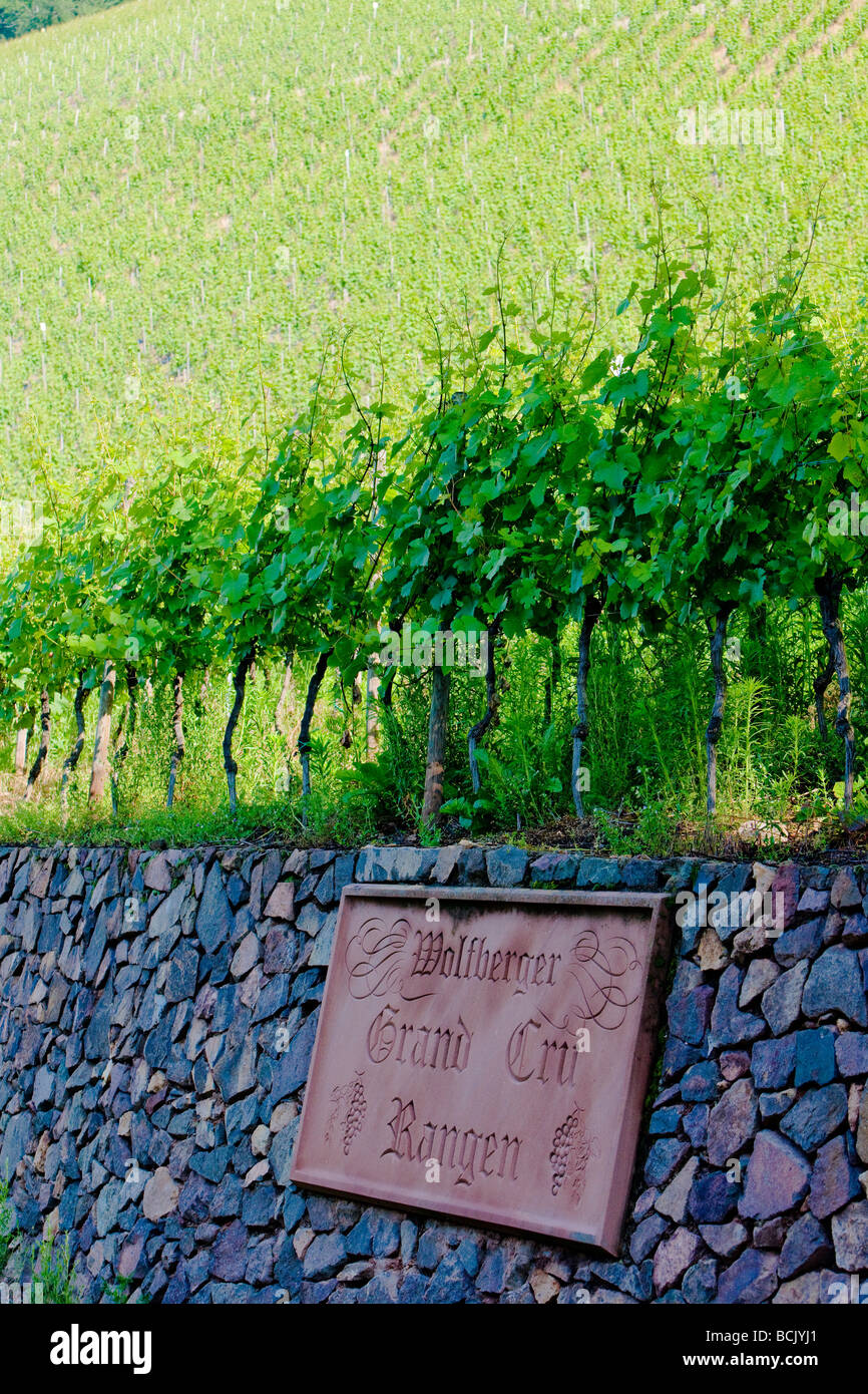 grand cru vineyard Thann Alsace France Stock Photo Alamy