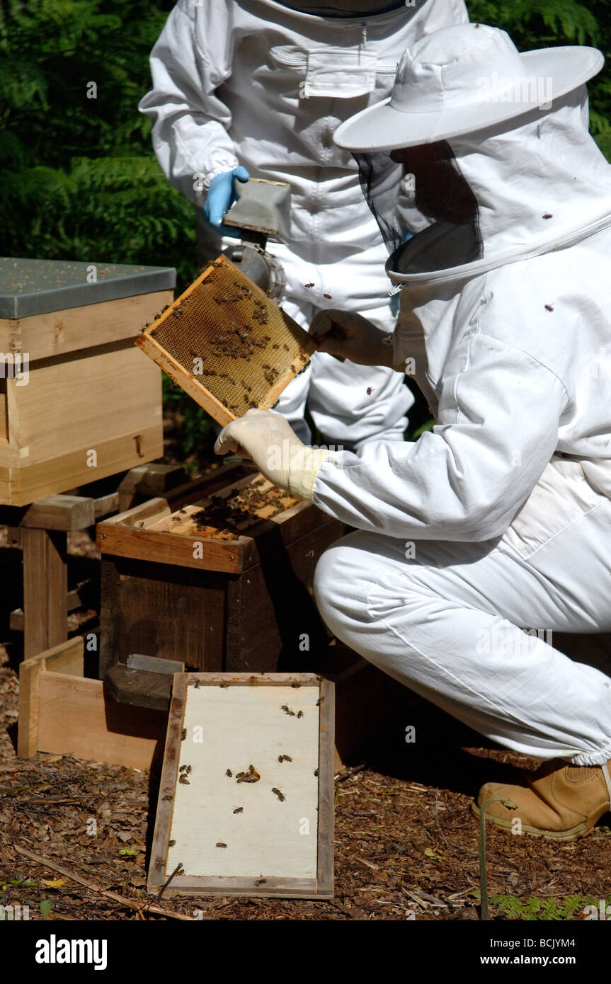 Bee keeper inspecting a nucleus bee hive Stock Photo Alamy