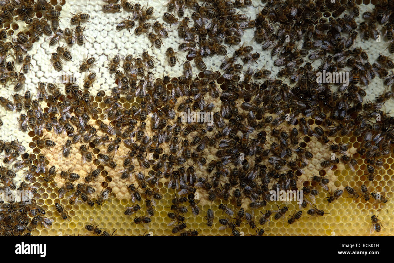 Brood frame from a bee hive Stock Photo Alamy