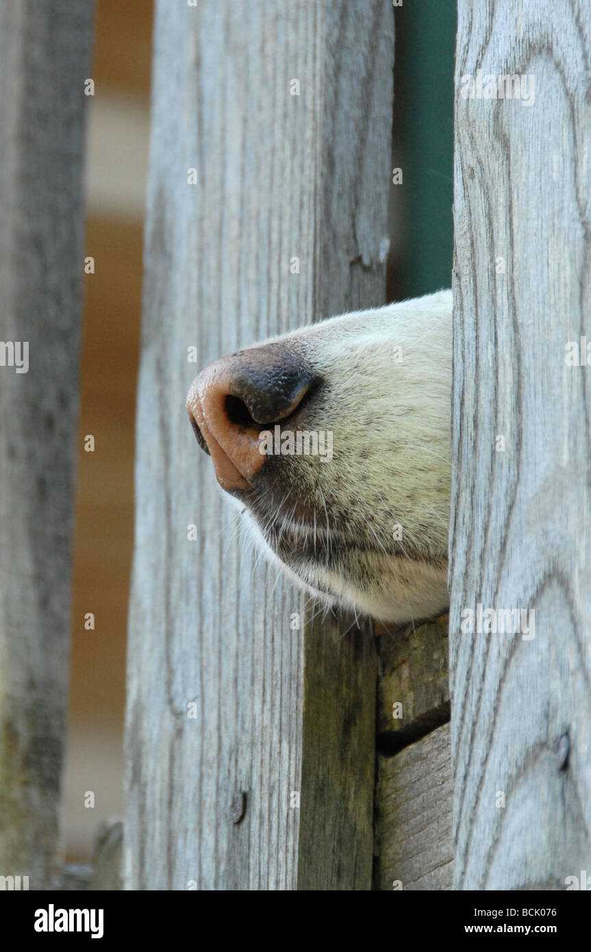 white dog sticking her nose out of the fence Stock Photo Alamy