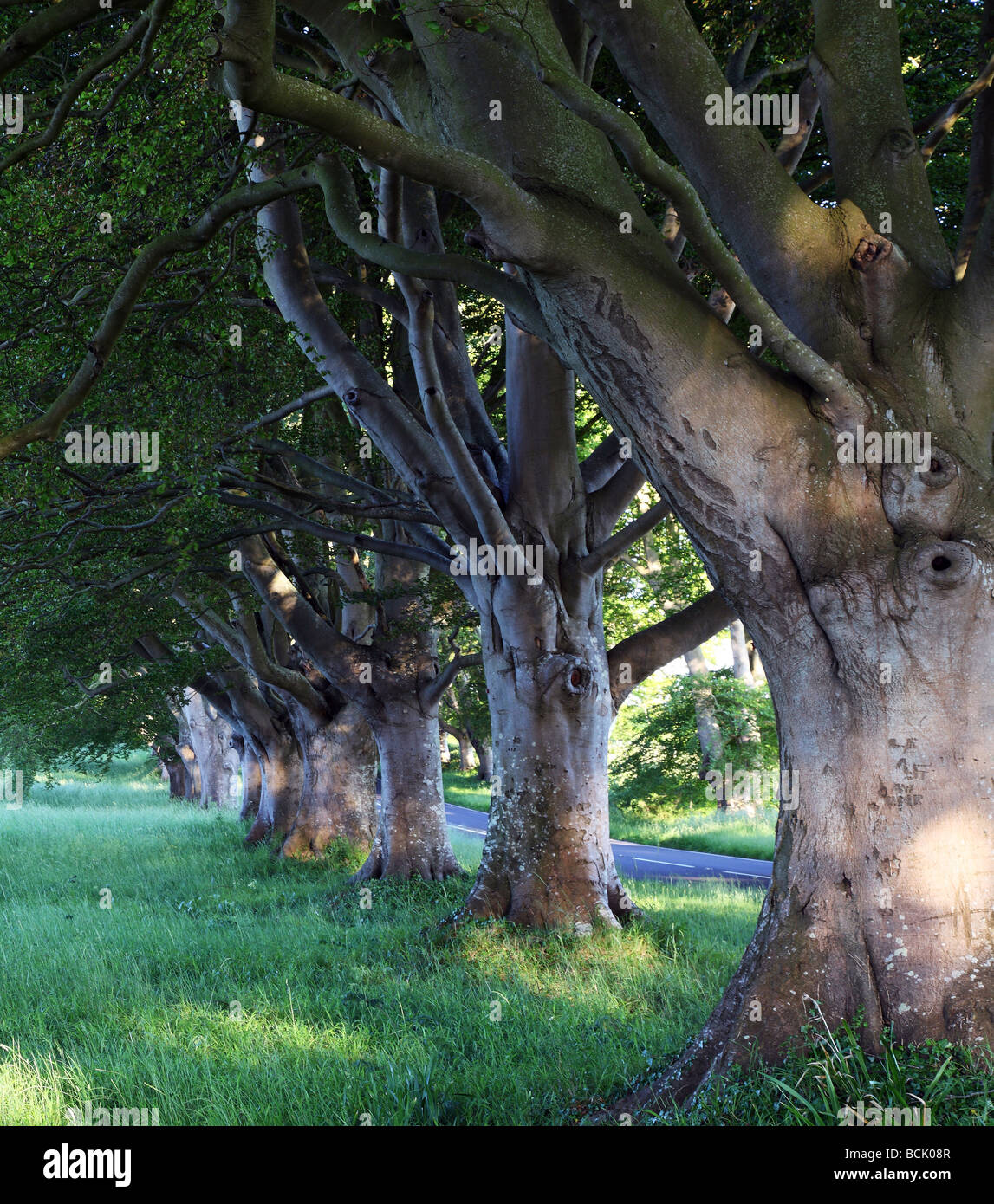 Miles of a Canopy of Trees Stock Photo Alamy