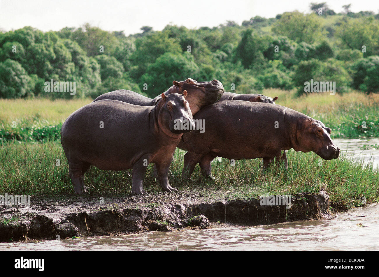 Hippos on the banks of the Nile Murchison Falls National Park Uganda One has lost both ears probably to a predator such as lion Stock Photo