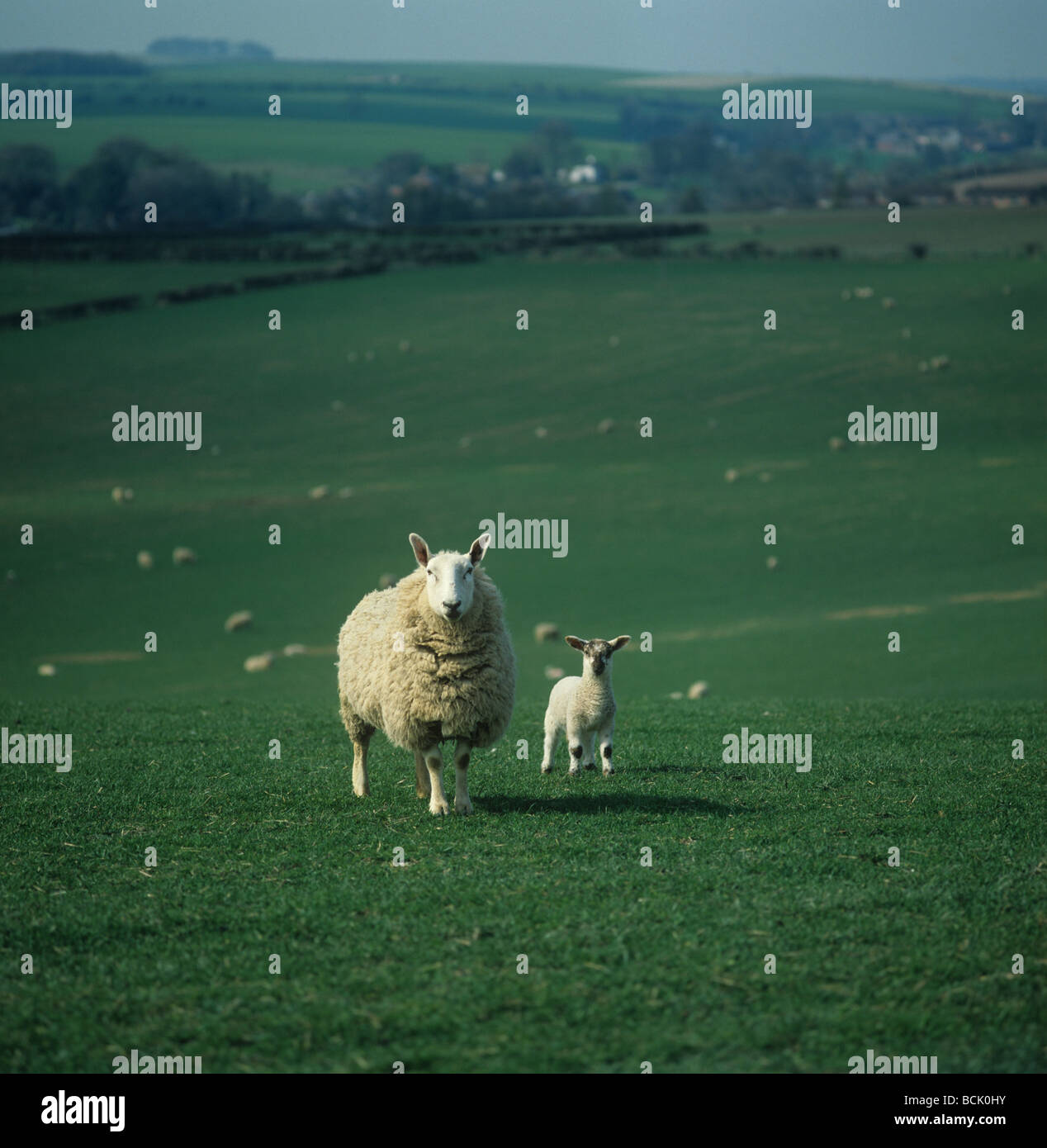 Border Leicester ewe with single lamb on large downland pasture Wiltshire Stock Photo