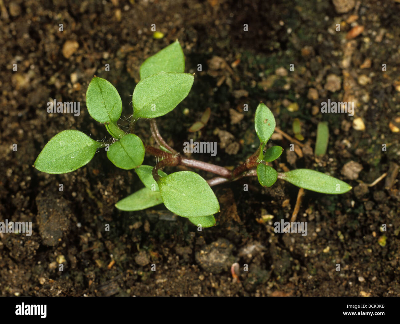 Chickweed Stellaria media young plant on soil background Stock Photo