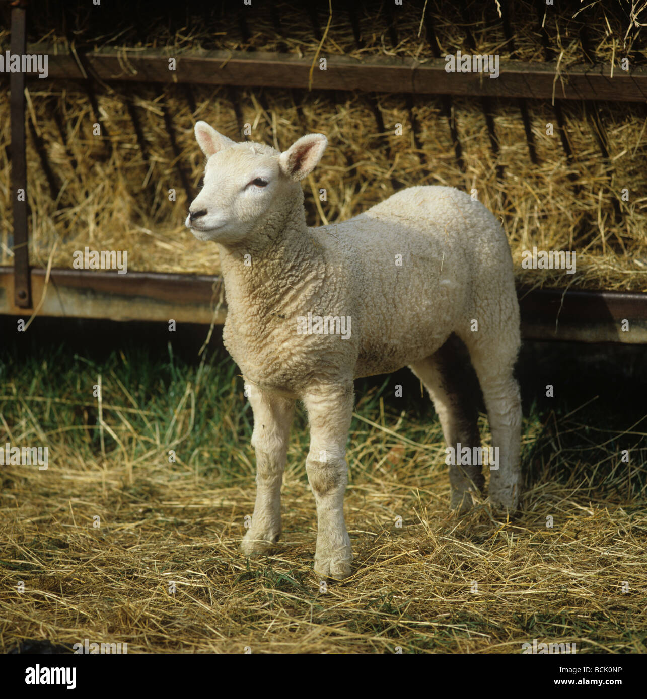 A Charollais X lamb standing by hay feeder Stock Photo