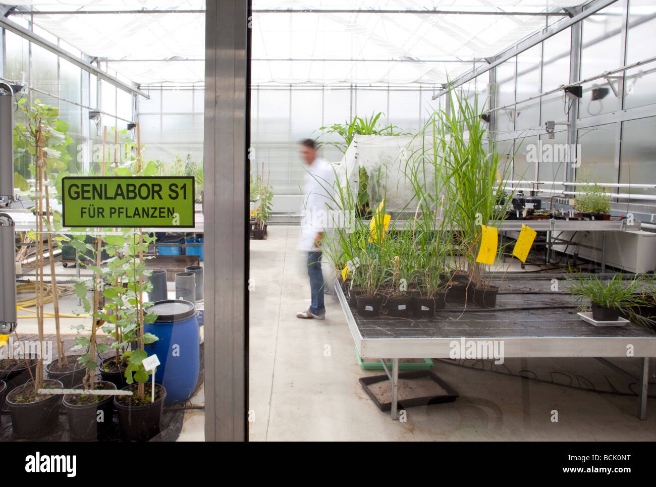 Genlabor fuer Planzen im Forschungszentrum Juelich Labor mit Versuchspflanzen Stock Photo