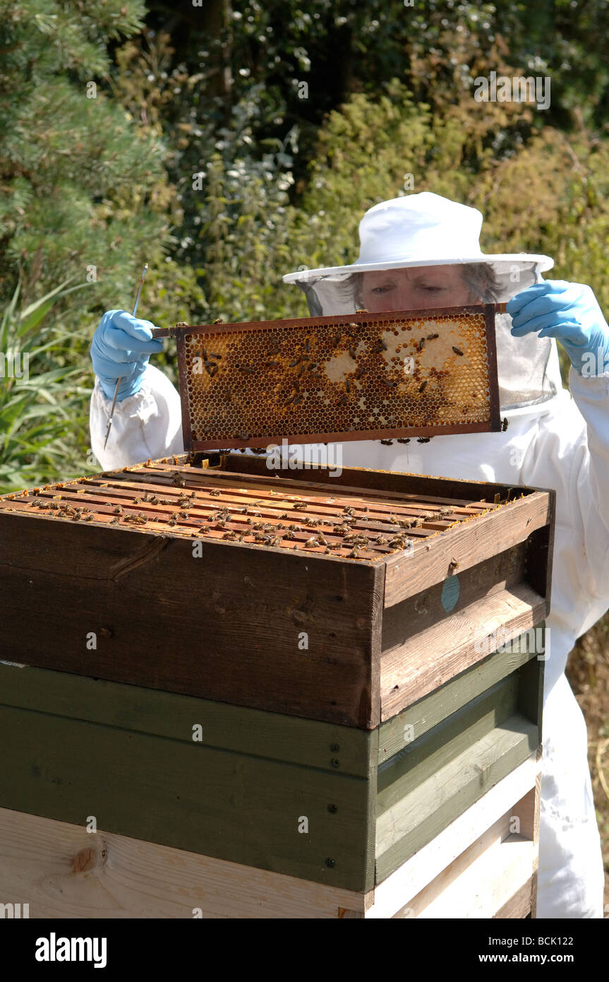Bee keeper inspecting a national bee hive Stock Photo Alamy