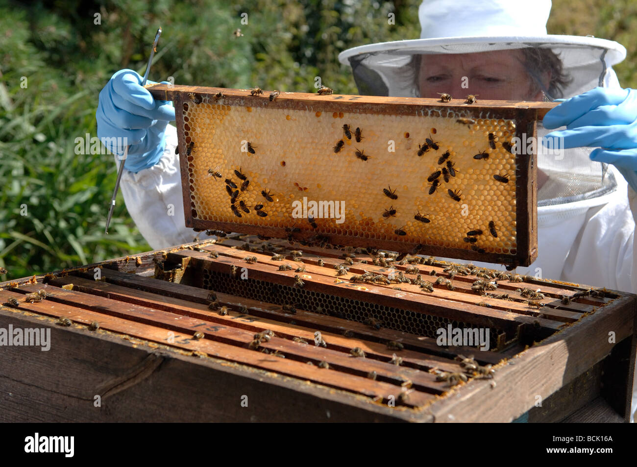 Bee keeper inspecting a national bee hive Stock Photo Alamy