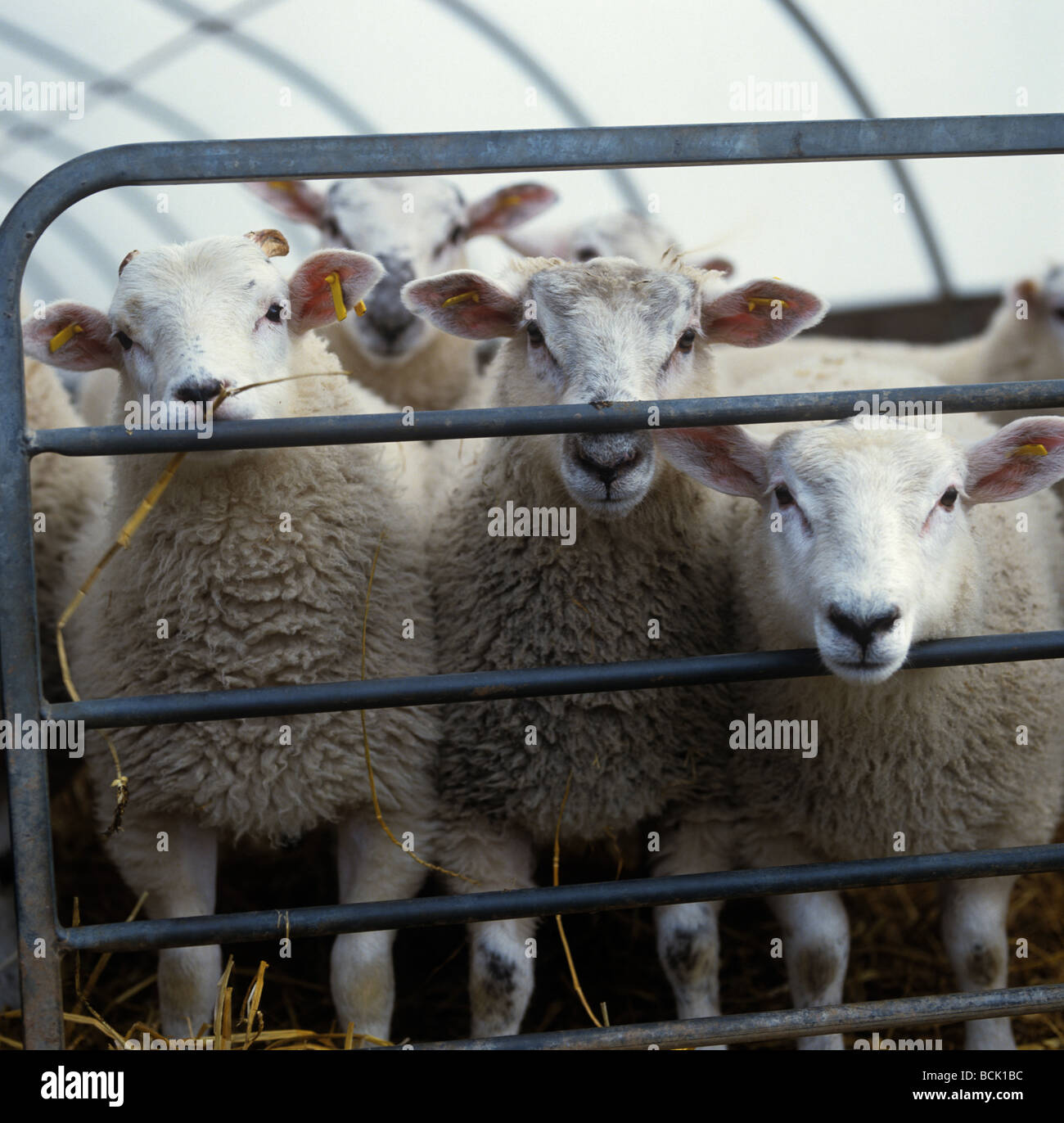Curious Texel X lambs looking through a metal hurdle in a straw bedded polythene house Stock Photo
