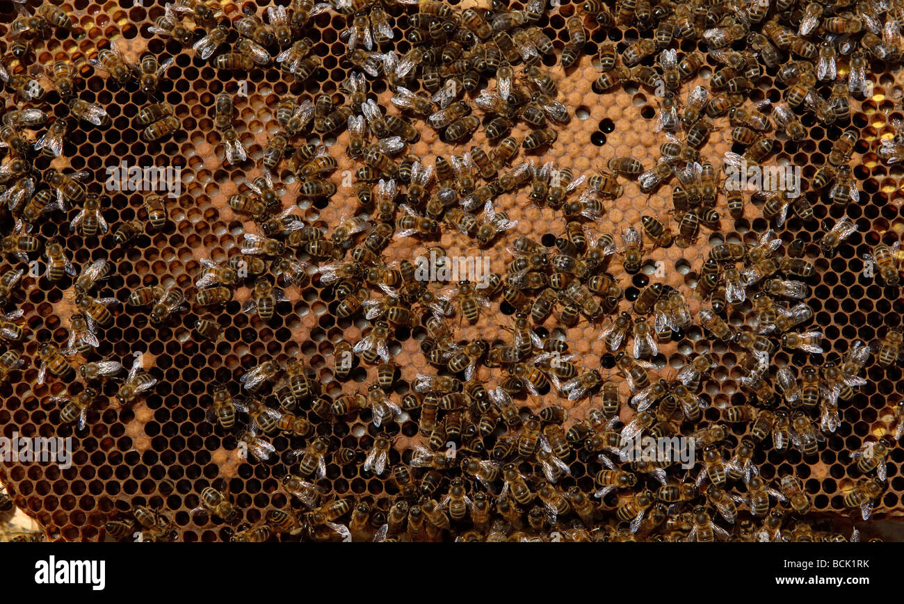 Brood frame from a bee hive Stock Photo Alamy
