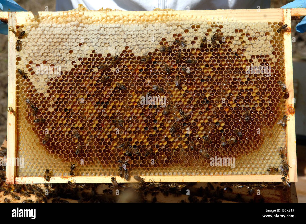 Brood frame from a bee hive Stock Photo Alamy