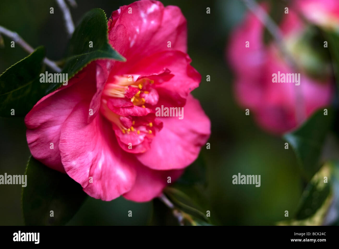 Camellia Flower Pink and Yellow Stock Photo