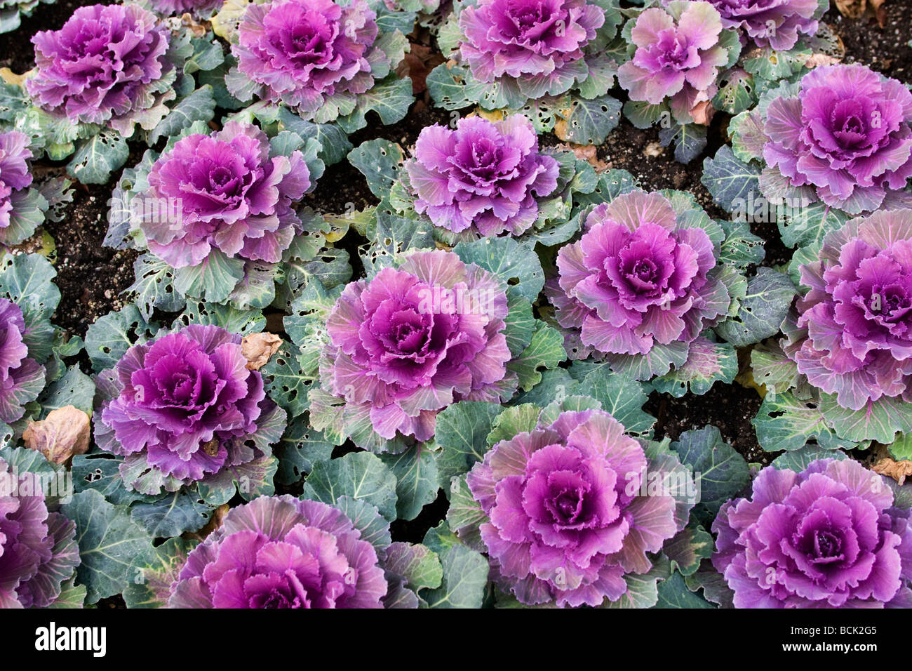 Ornamental Cabbage Plants Stock Photo Alamy