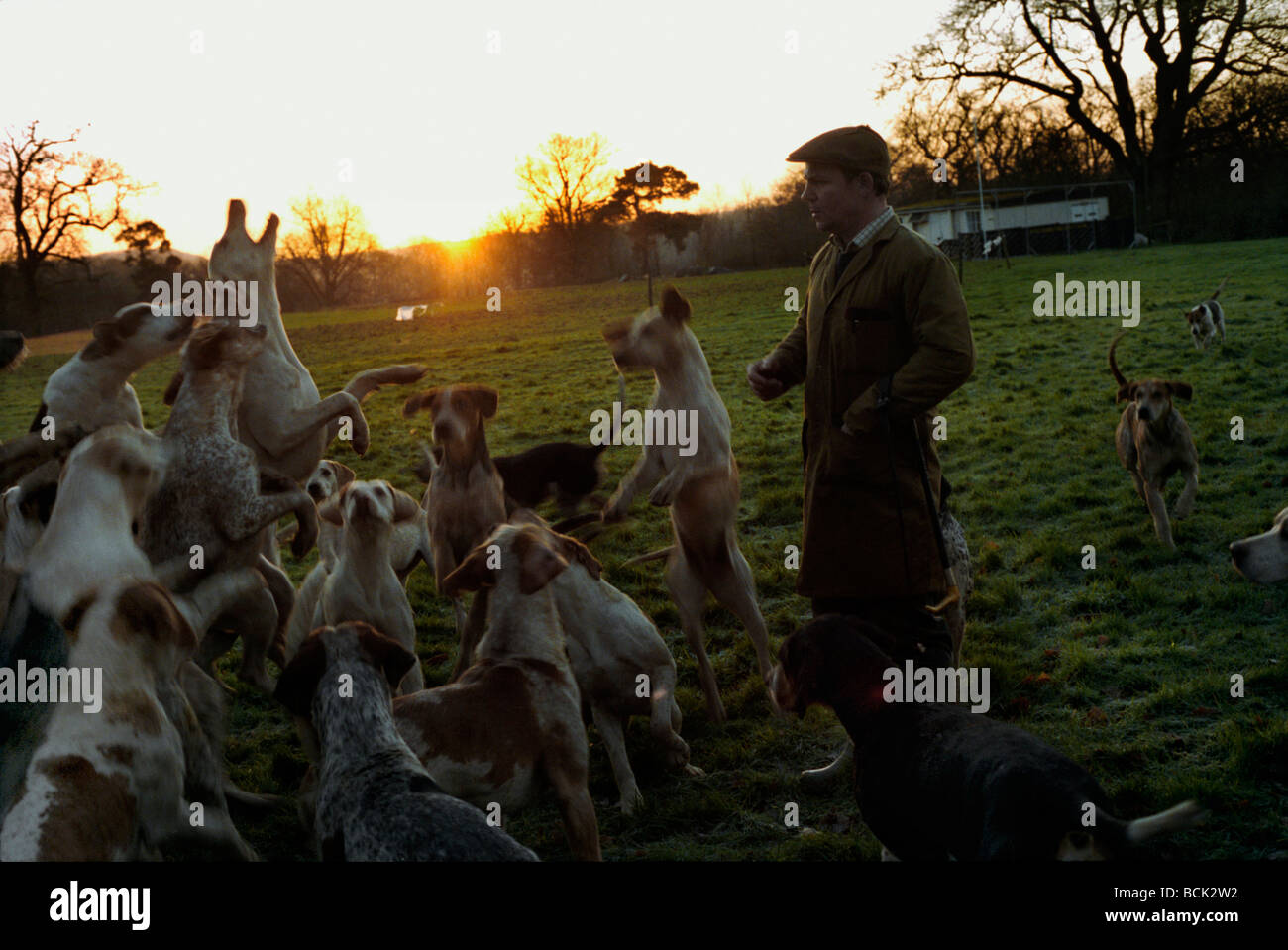 Master of the hounds walk the dogs at first light Stock Photo
