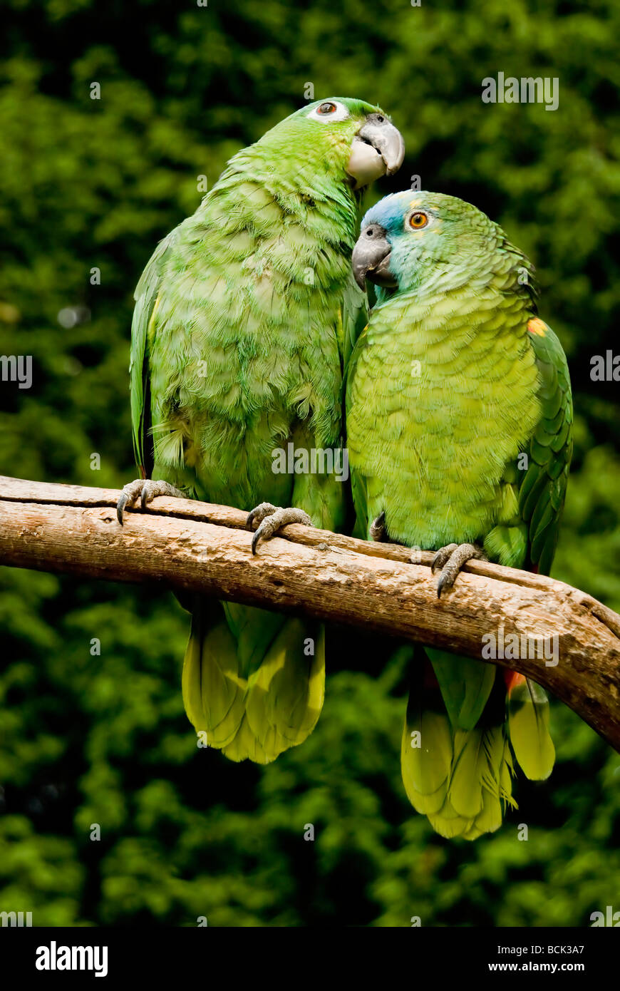 A pair of Blue-Fronted Amazon parrots sitting on a branch - Amazona aestiva Stock Photo