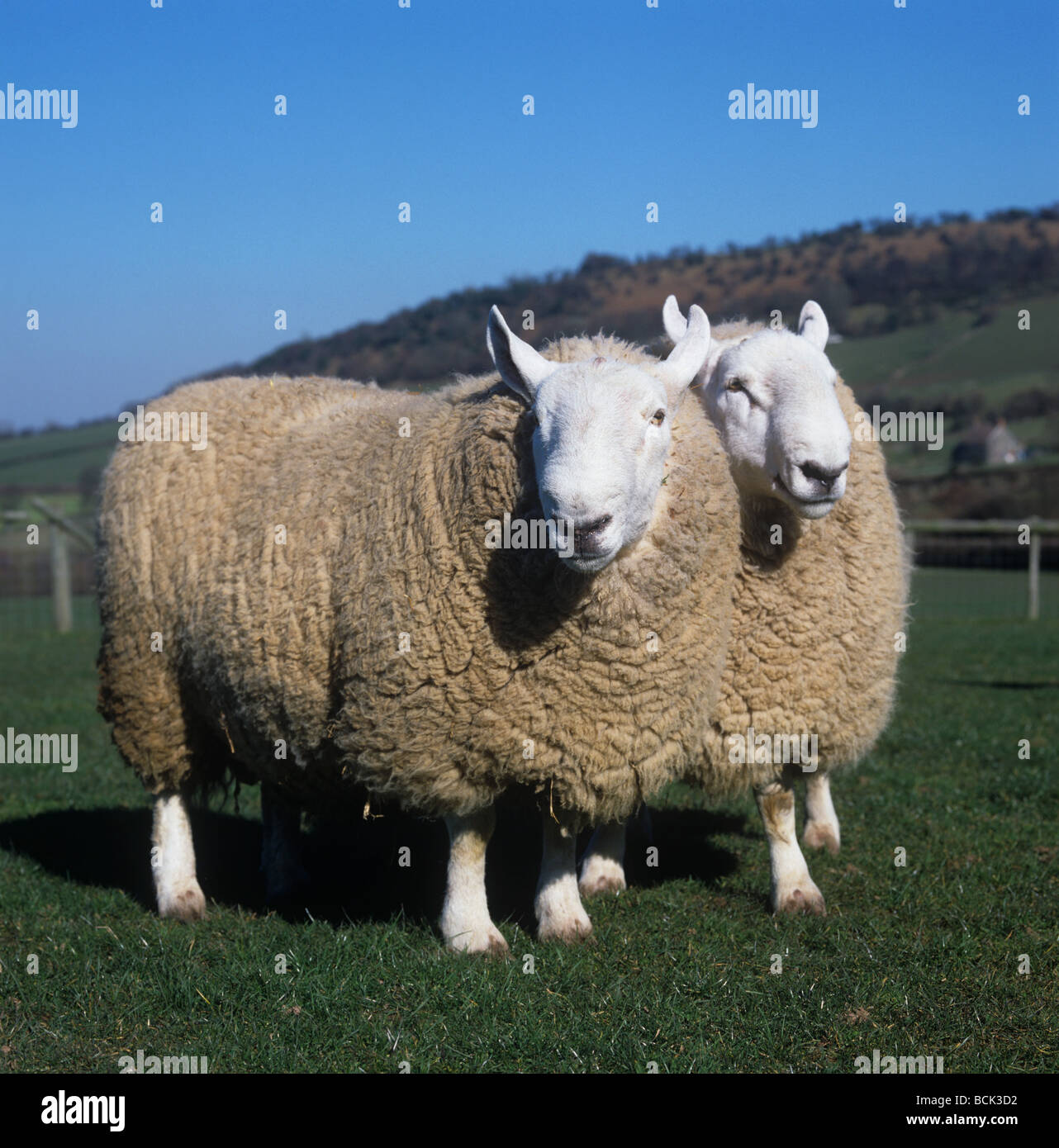 Two North Country Cheviot rams in a paddock on a fine late winter day Herefordshire Stock Photo