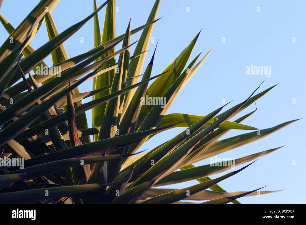 Yucca plant against blue sky Stock Photo