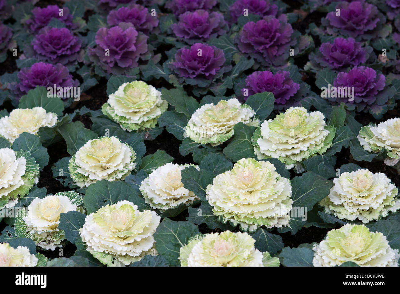 Ornamental Cabbage Plants Stock Photo Alamy