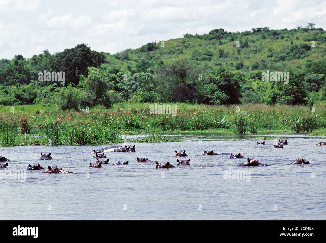 School of Hippopotami seen from launch on River Nile Murchison Falls National Park Kampala Uganda Stock Photo