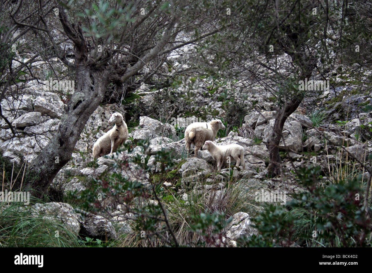 Wild sheep in Mallorca Stock Photo